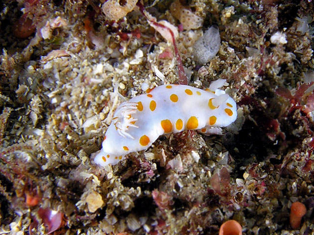 Chromodoris tasmaniensis